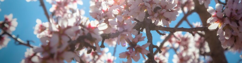 historia de las almendras cual es