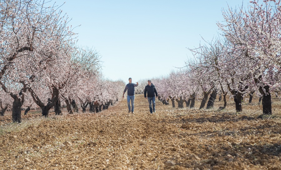 principales variedades de almendras