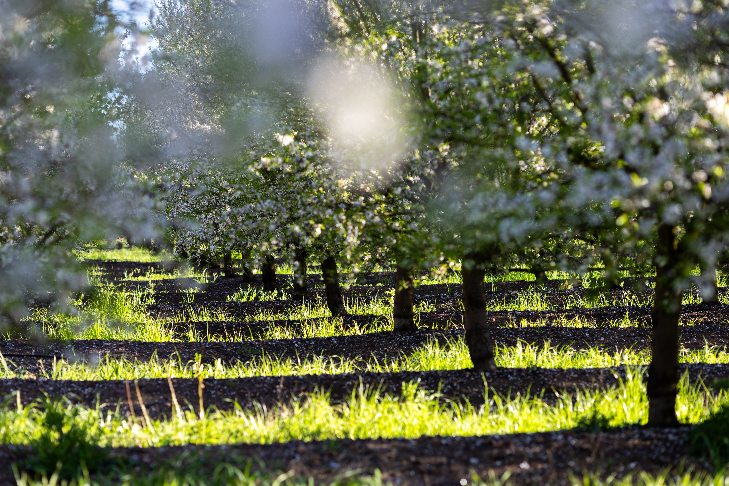 Importaco Sostenibilidad