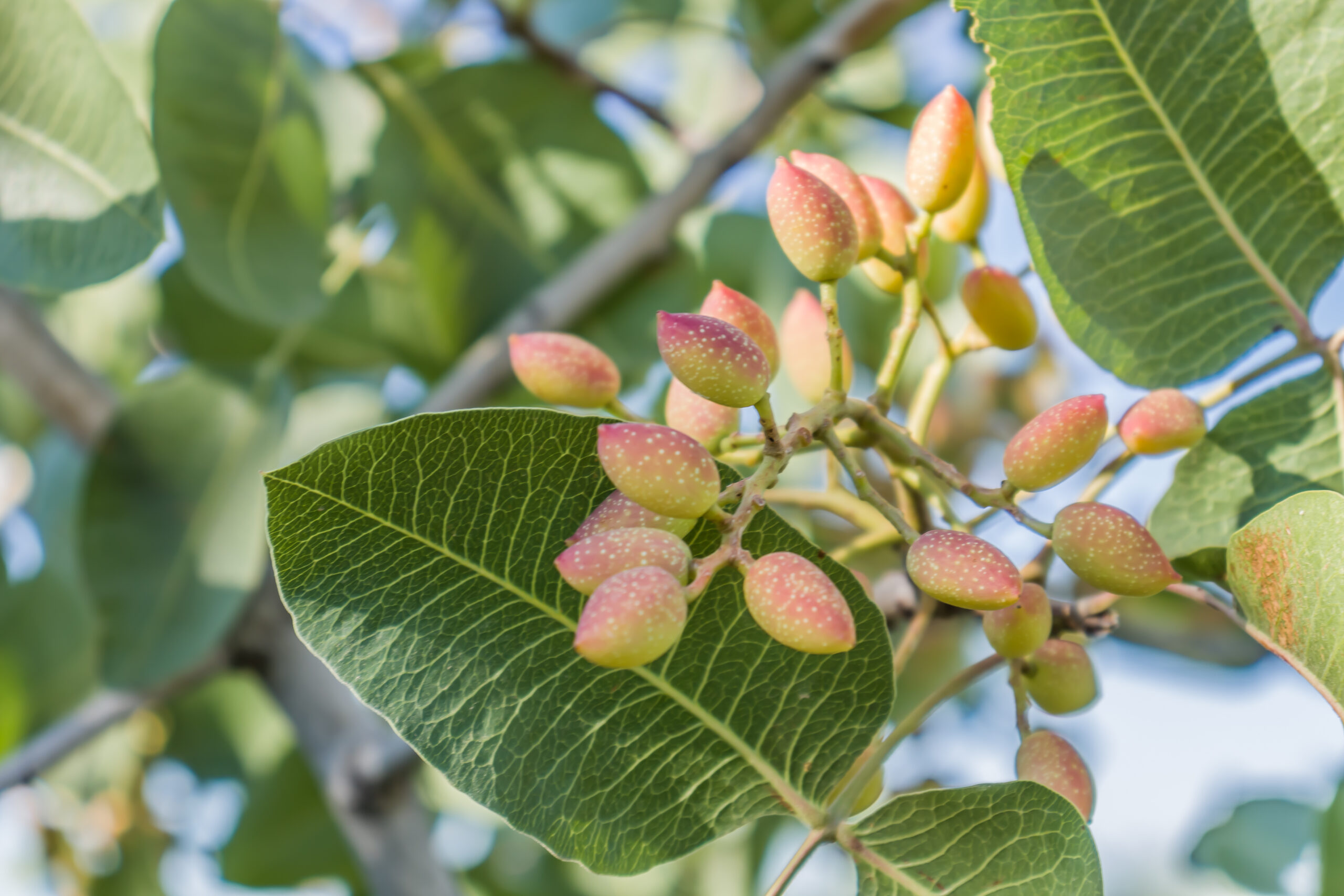 Fruto del pistacho